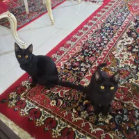 گربه خونگی ملوس|گربه|گنبد کاووس, |دیوار