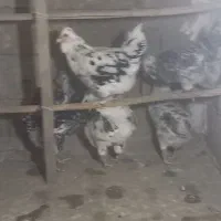 فروش جوجه گلین