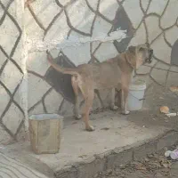 سگ اصیل سه سال