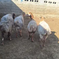 گوسفند جوان گوشتی