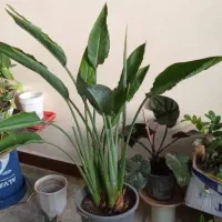 گل وگیاه|گل و گیاه طبیعی|رامهرمز, |دیوار