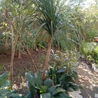 فروش گل لیندا ۴۰ساله