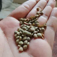 عدس بوجاری شده