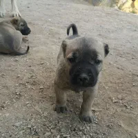 سرابی بینظیر|سگ|تهران, بوستان ولایت|دیوار