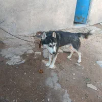 فروش سگ هاسکی سالم|سگ|مراغه, |دیوار