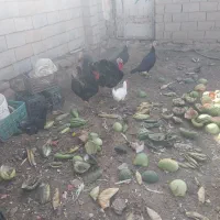 سه عدد بوقلمون