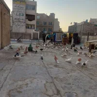 تعدای کبوتر فروشی شازده زرد تمیز|پرنده|مشکین‌دشت, |دیوار