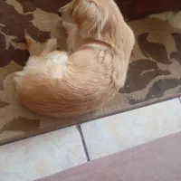 سگ گلدن پاکوتا|سگ|تهران, ائمه اطهار|دیوار