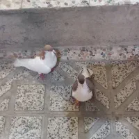 کبوتر کفتر چپ زرد آث