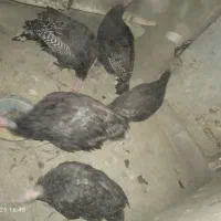 جوجه بوقلمون|حیوانات مزرعه|گلمکان, |دیوار