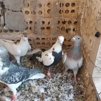 کفتر|پرنده|مشهد, موعود|دیوار