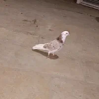 کبوتر شازده سرور