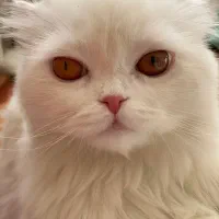 گمشده گربه سفید حوالی گلشهر/ پرواز