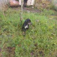 سگ شکاری پوینتر ماده شکاربلد|سگ|املش, |دیوار