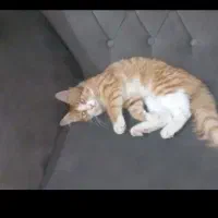 لووا گربه دوست داشتنی