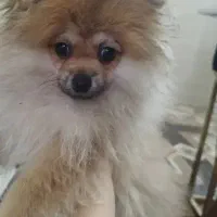 فروش توله پامرانین خرسی اورجینال نر|سگ|قائم‌شهر, |دیوار