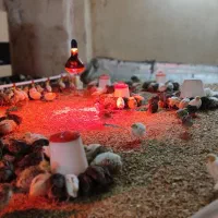 جوجه بلدرچین 17روزه|حیوانات مزرعه|برخوار, |دیوار