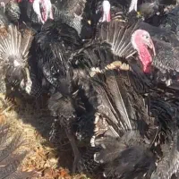 بوقلمو|حیوانات مزرعه|همدان, |دیوار