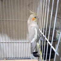 جفت عروس|پرنده|بندرعباس, |دیوار