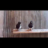 کبوتر کله ای سیاه|پرنده|صدرا-فارس, فاز ۱|دیوار