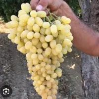 فروش باغ در بهترین لوکیشن ابهر|فروش دفتر صنعتی، کشاورزی، تجاری|ابهر, |دیوار