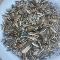 تخمه سنقری کیلویی ۱۸۵تومن