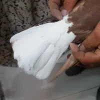 دم سفید نر پرشی فقط تماس بگیرید|پرنده|نیشابور, فردوسی جنوبی|دیوار