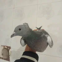 جوجه پولک کاکلی کرمونی