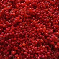 زرشک کوهی آبدار