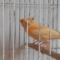 ۳۰ عدد جوجه قناری