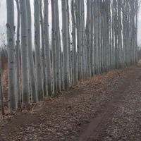 ادمین‌نهالفروشی