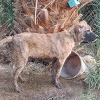 توله سگ|سگ|طبس, |دیوار