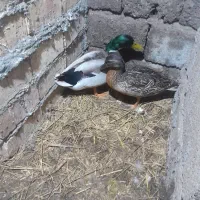 اردک پروازی