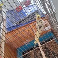 طوطی عروس هلندی
