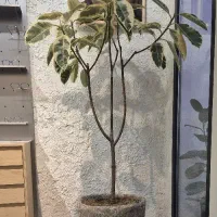 گل فیکوس و گلدان