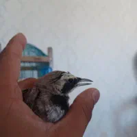 پرنده با قفس