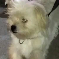 سگ پاکوتاه