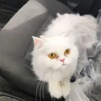 گربه پرشین خالص