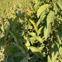 نهال با کیفیت اصلاح شده با ضمانت|خدمات باغبانی و درختکاری|اردبیل, |دیوار