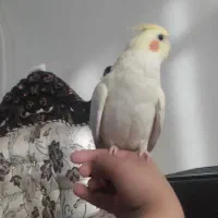 جوجه عروس هلندی نژاد لوتینو