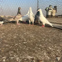 کبوترخطی|پرنده|اقبالیه, |دیوار