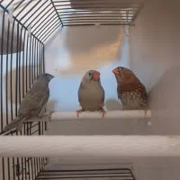 فنچ زبرا و ماده گلدین