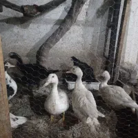 اردک موسکوئی