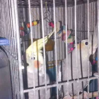 عروس هلندی نروماده|پرنده|آبیک, |دیوار