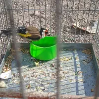 سهره نر /معاوزه با قناری نر|پرنده|قزوین, |دیوار