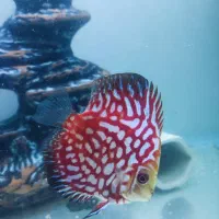 میکس دل فوق حرفه ای دیسکس