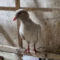 5 عدد کفتر فروشی|پرنده|مشهد, سمزقند|دیوار