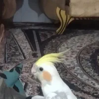 گم شده