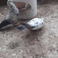 کبوتر|پرنده|سیمین شهر, |دیوار