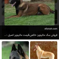 سگ  مالینویز